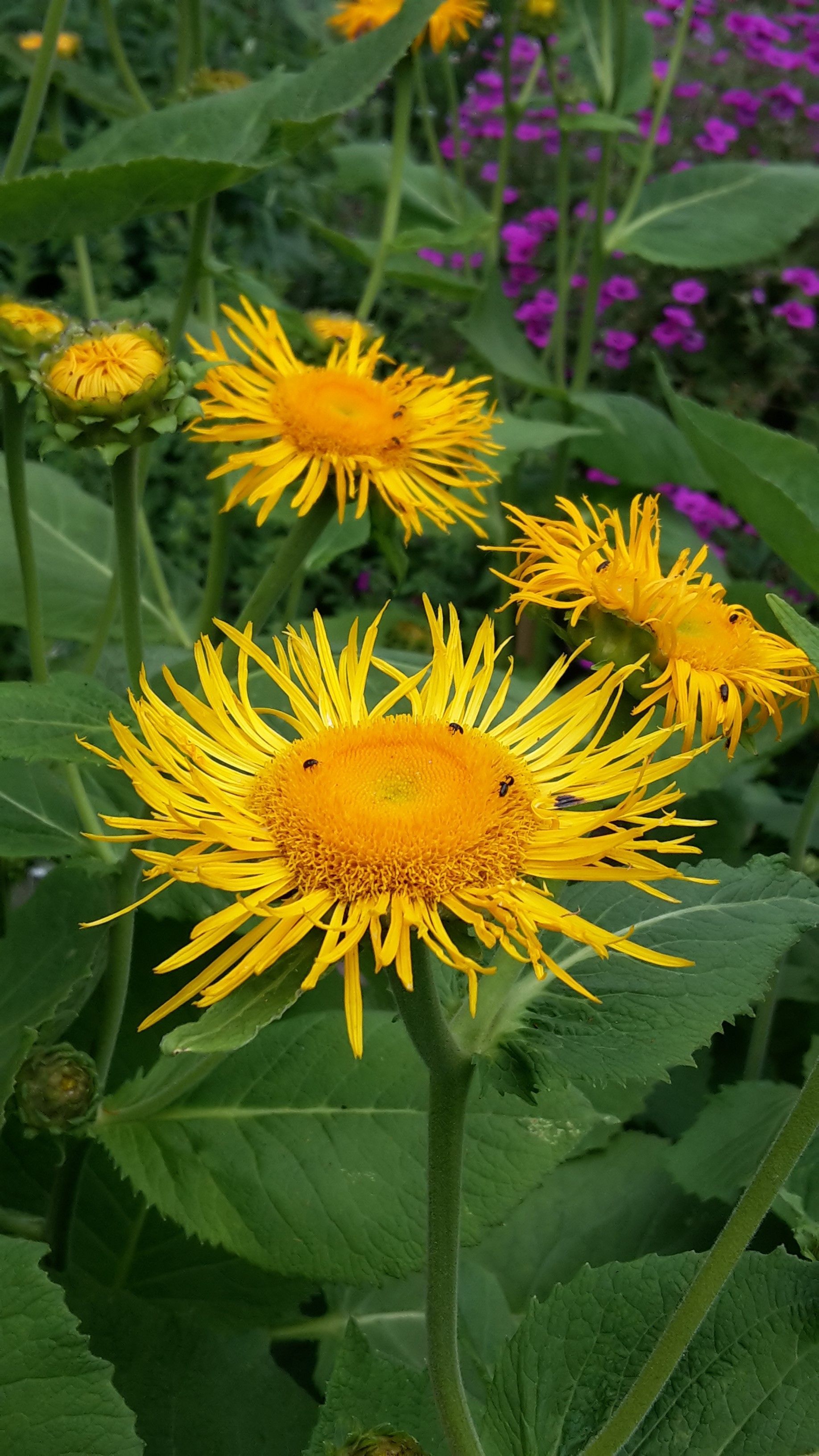 Gartenpflege 1 - Staub Caspar Gartenbau - Egg b. Zürich