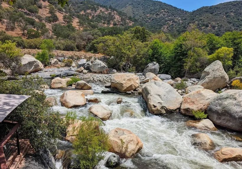 A river runs through a lush green field with cows in the water