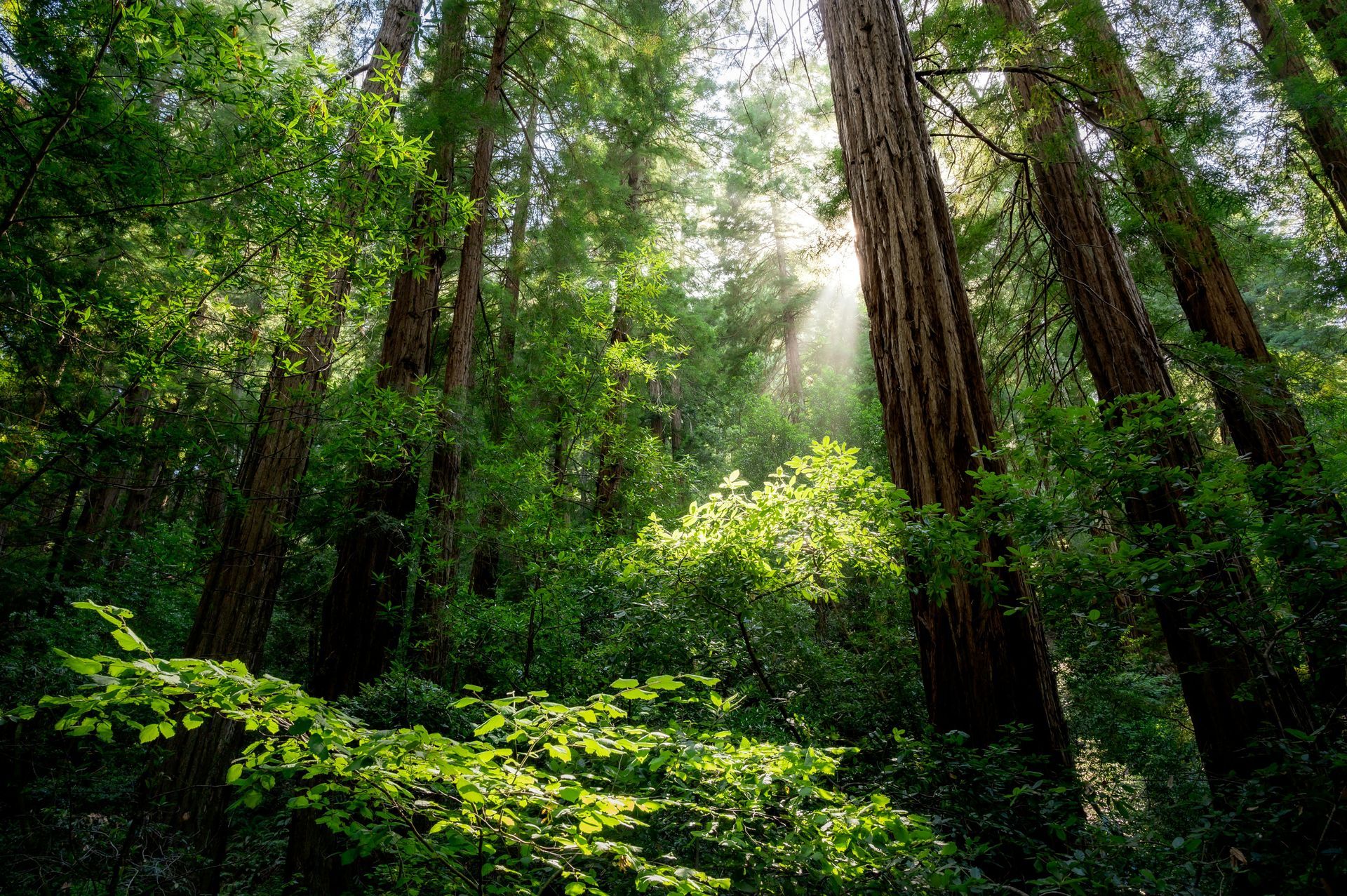 The sun is shining through the trees in the forest