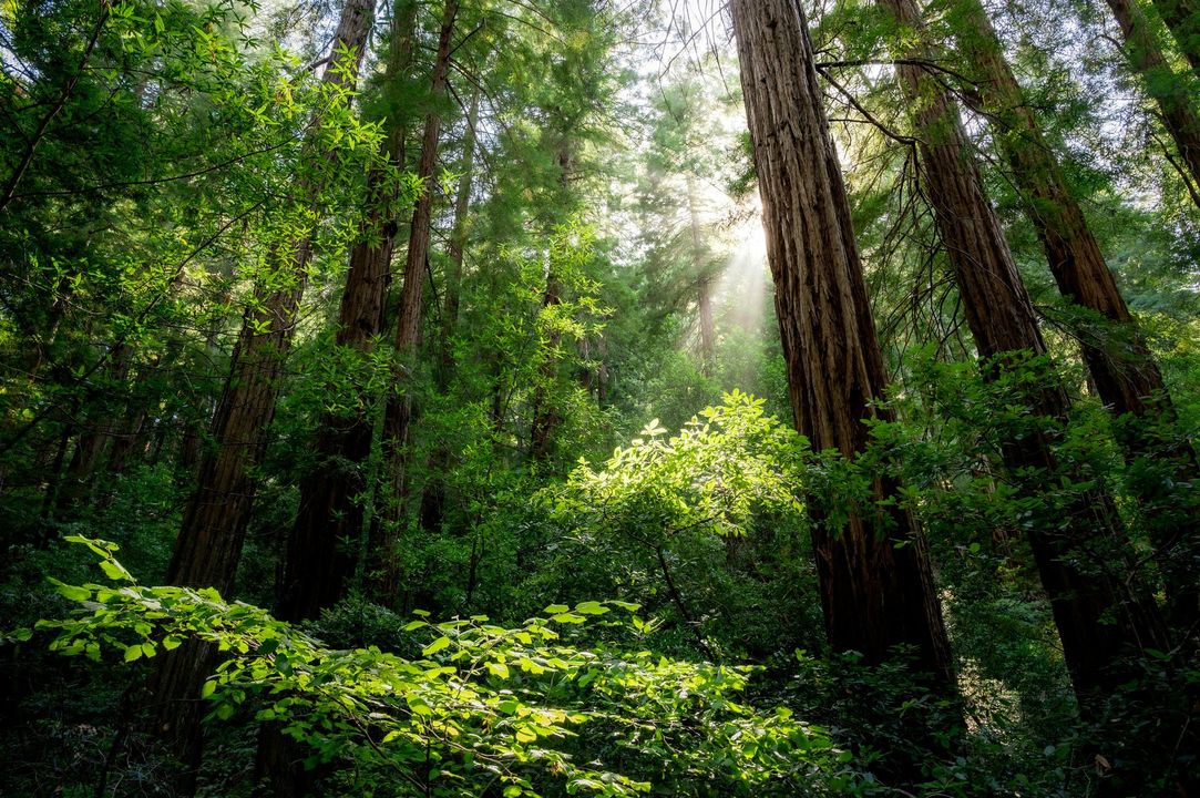 The sun is shining through the trees in the forest