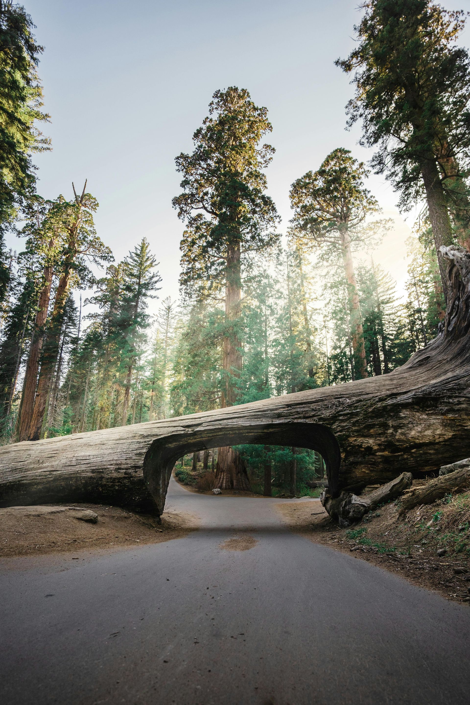Sequoia National Park