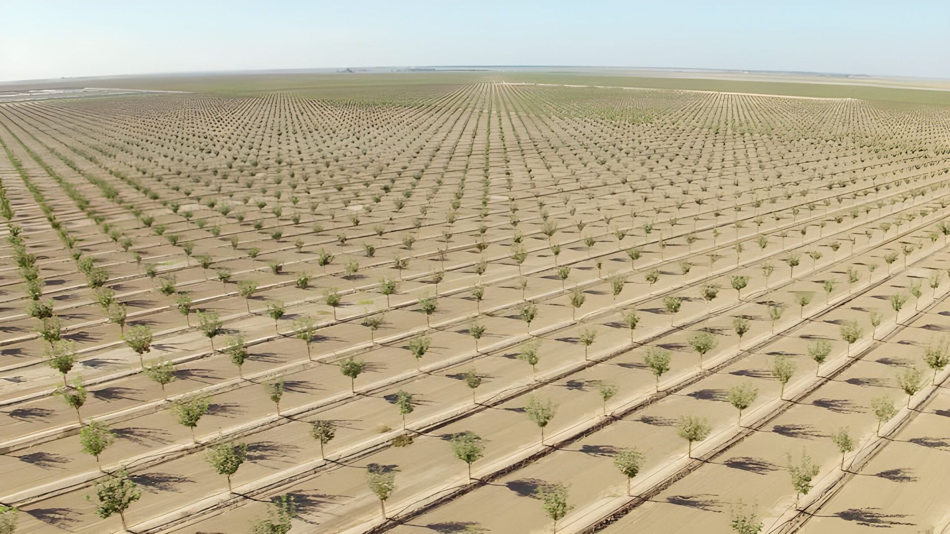 Una vista aérea de hileras de árboles en un campo.