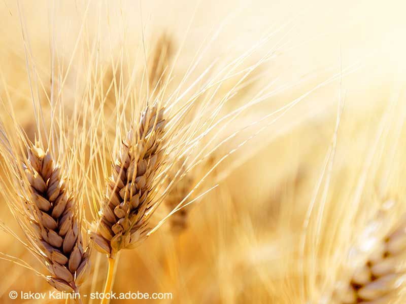 Willkommen bei Landhandel Auburger GmbH & Co. KG in Wald