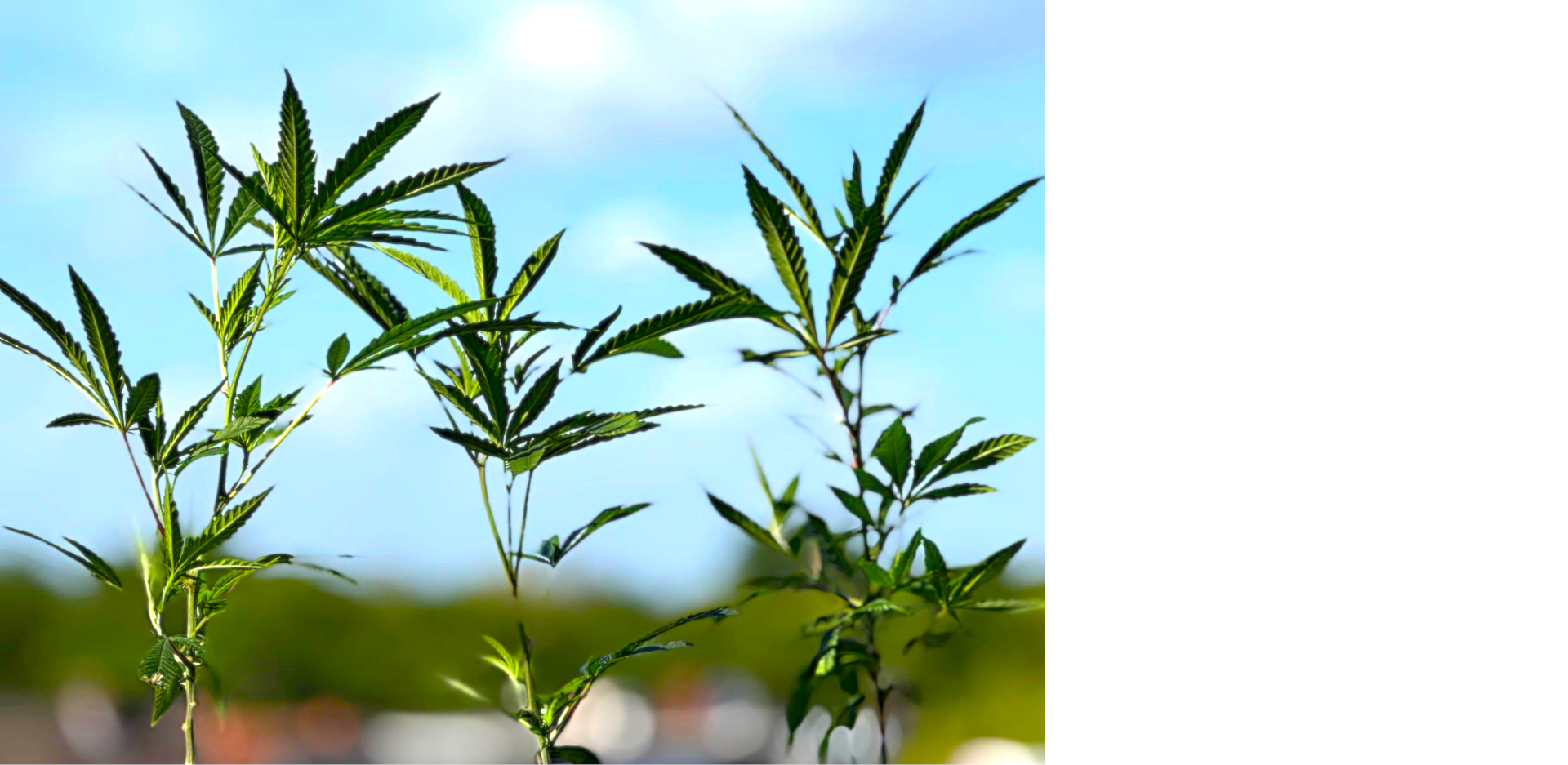 Kannabispflanze, die von zwei Händen gehalten wird