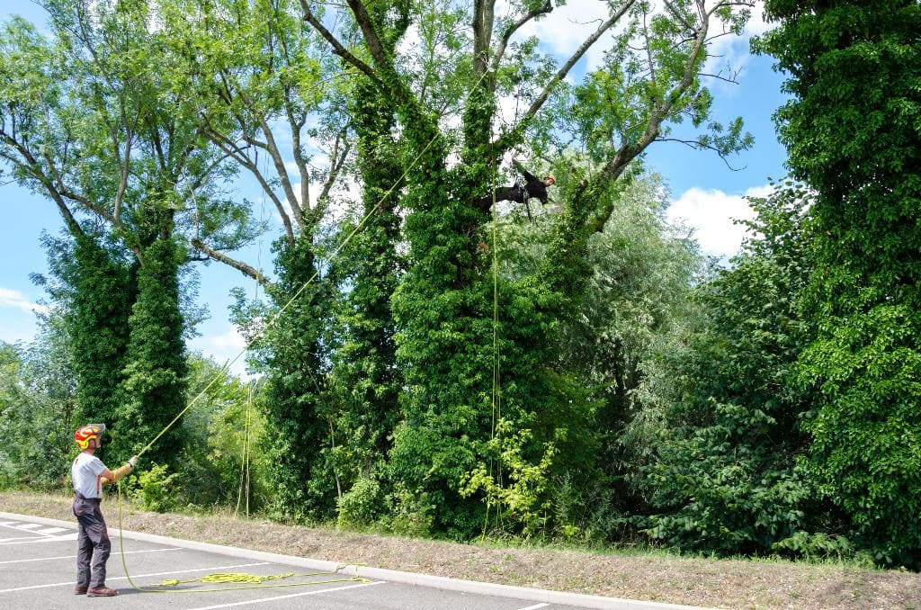 Deux hommes qui grimpent aux arbres