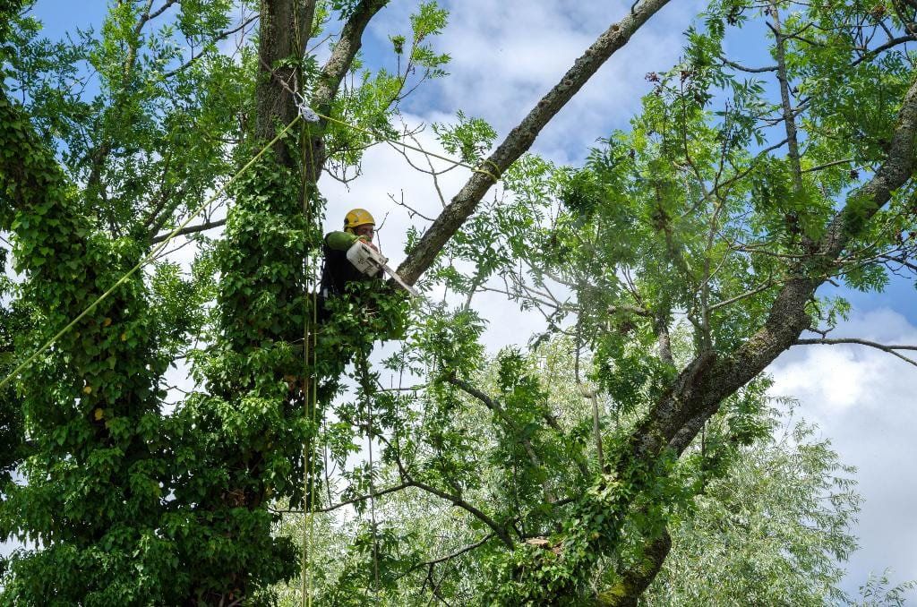 Un homme dans un arbre qui taille une branche