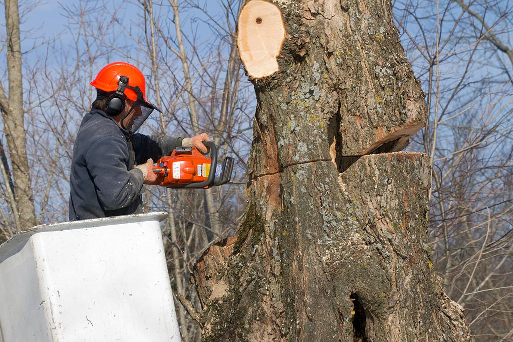 Abattage d'un arbre