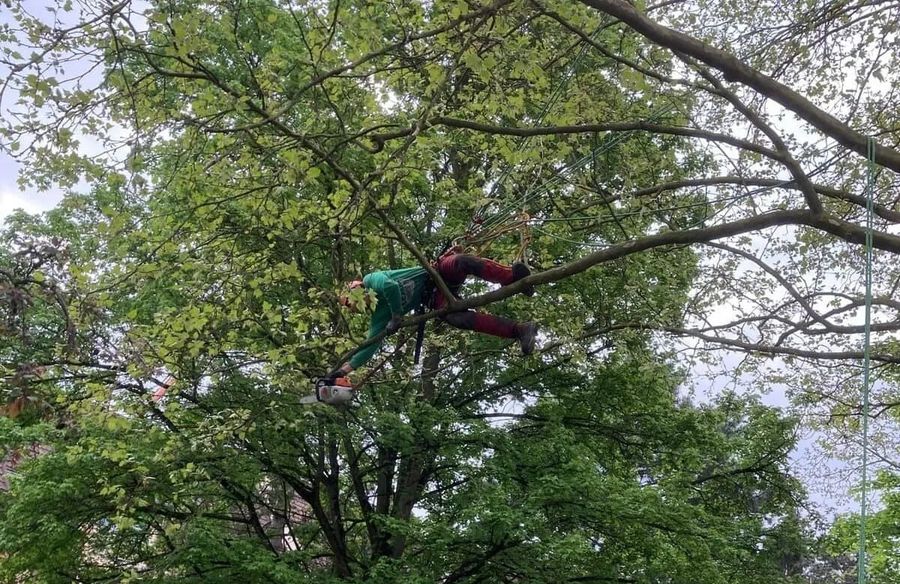 Élagueur sur un arbre difficile d'accès