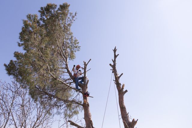 Acrotaille - Elagueur grimpeur & soins des arbres dans l'Aude