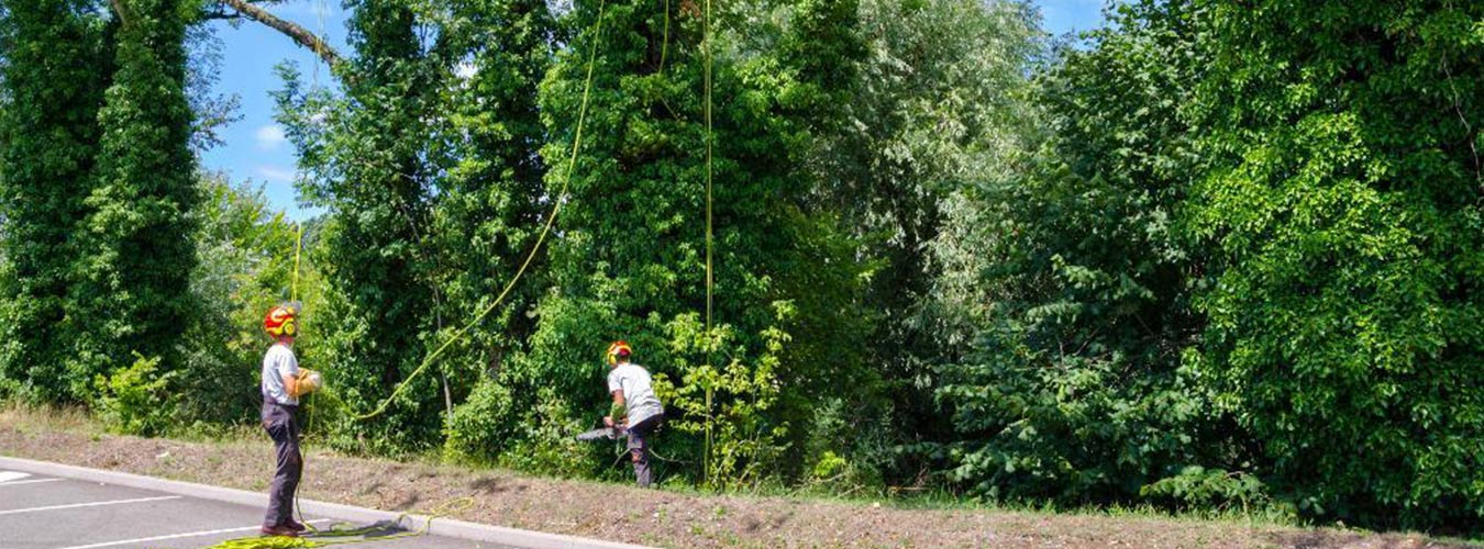 Deux hommes qui grimpent aux arbres