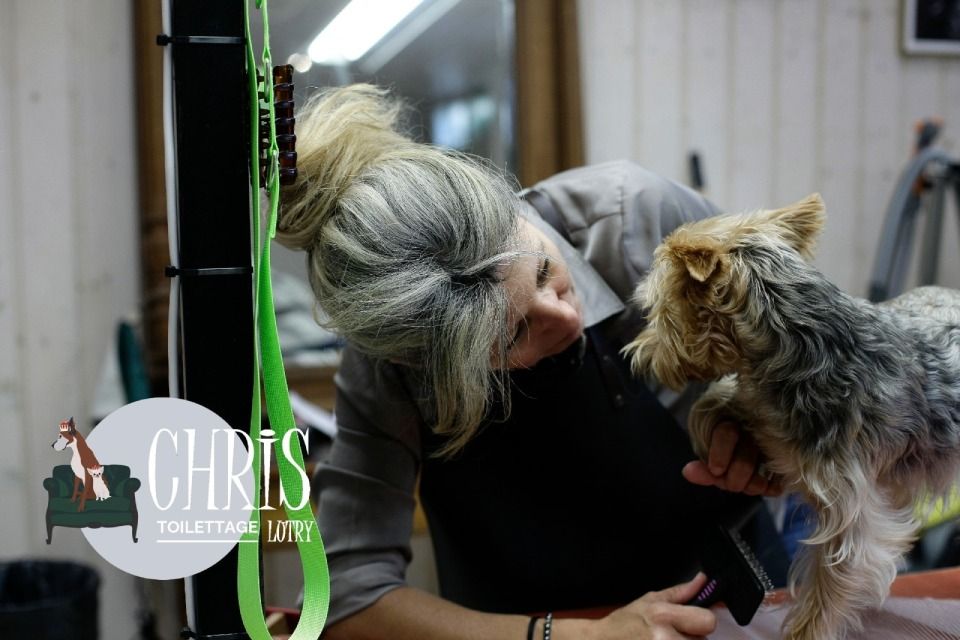 Prendre soin de vos compagnons, toilettage réalisé par Chris Toilettage