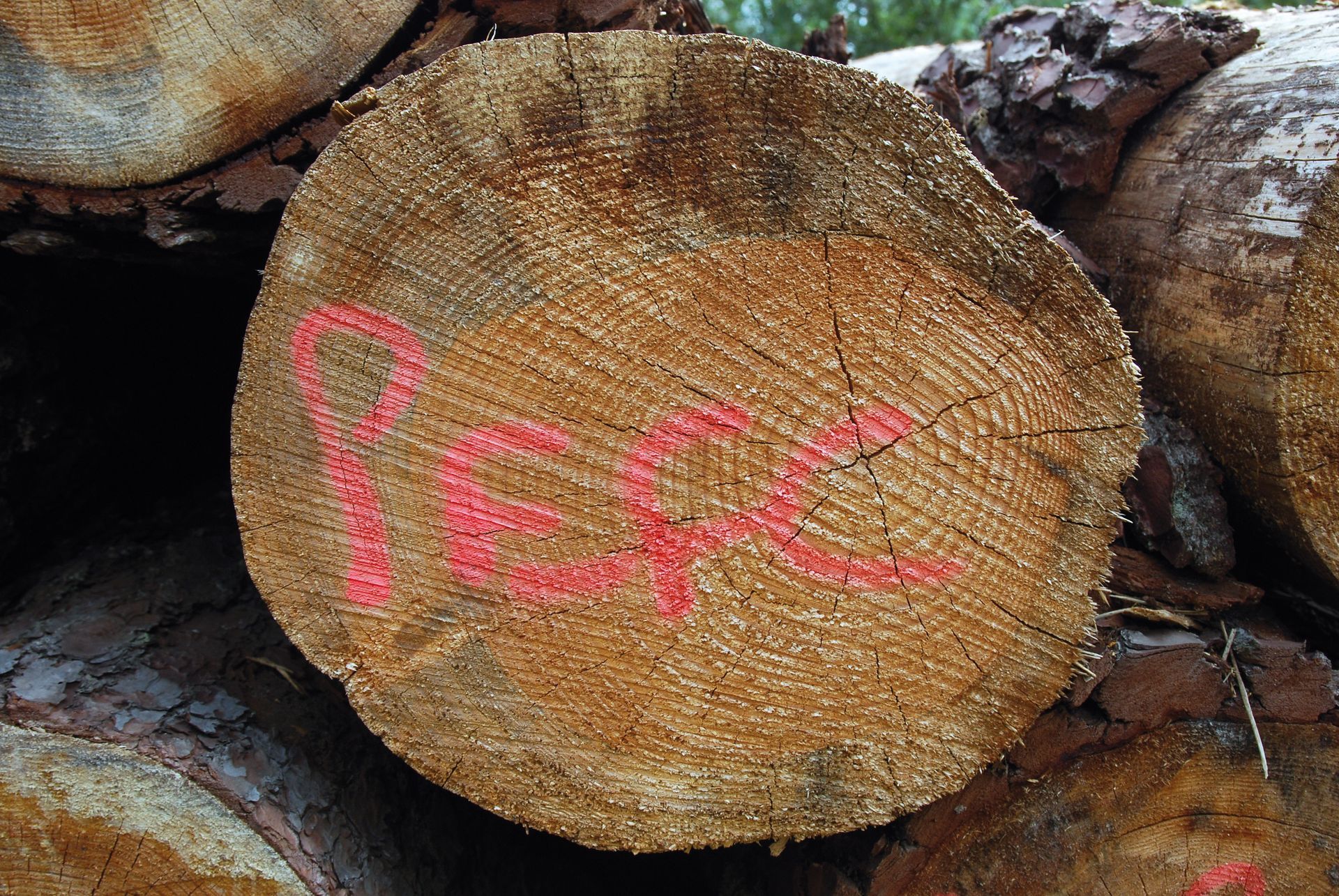 Tronc d'arbre avec la mention PEFC