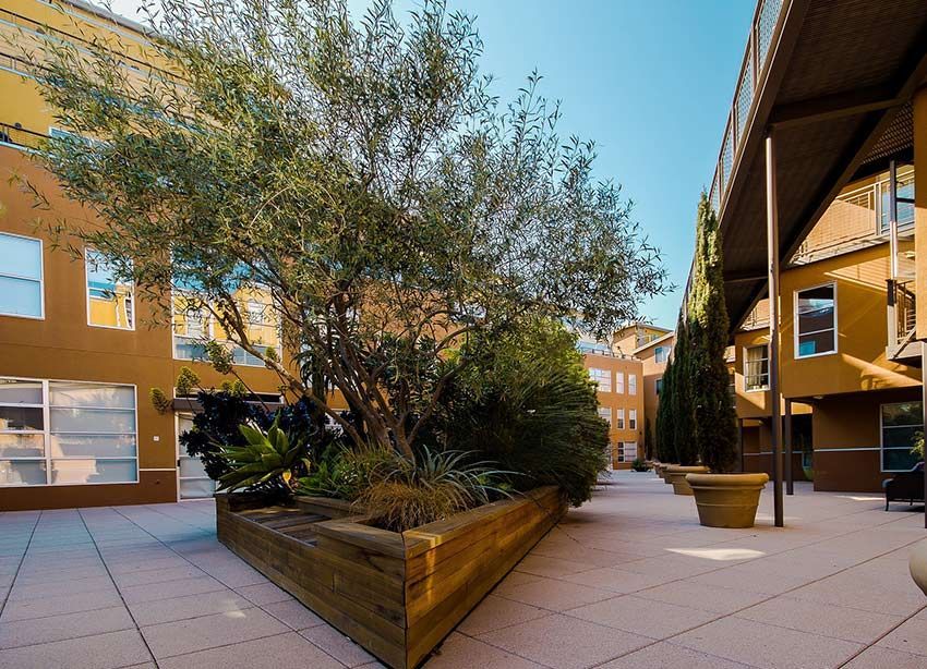 Cour intérieure avec un arbre dans un bac en bois, entourée de bâtiments aux murs beiges, journée ensoleillée.