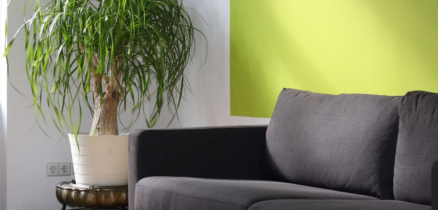 Intérieur du salon : canapé gris, grande plante en pot et mur vert.