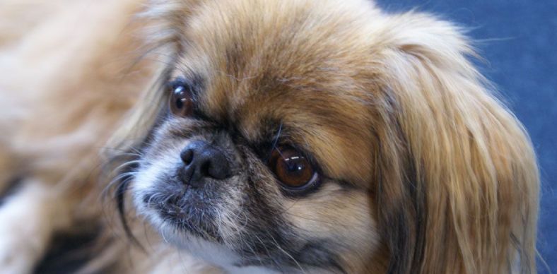 Nala's mobile Hundeschule