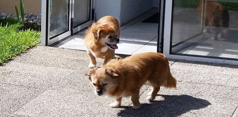 Nala's mobile Hundeschule