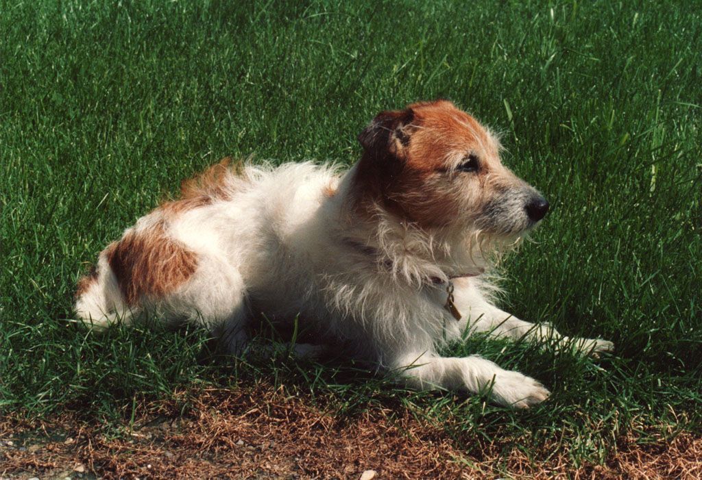 Nala's mobile Hundeschule – Hund