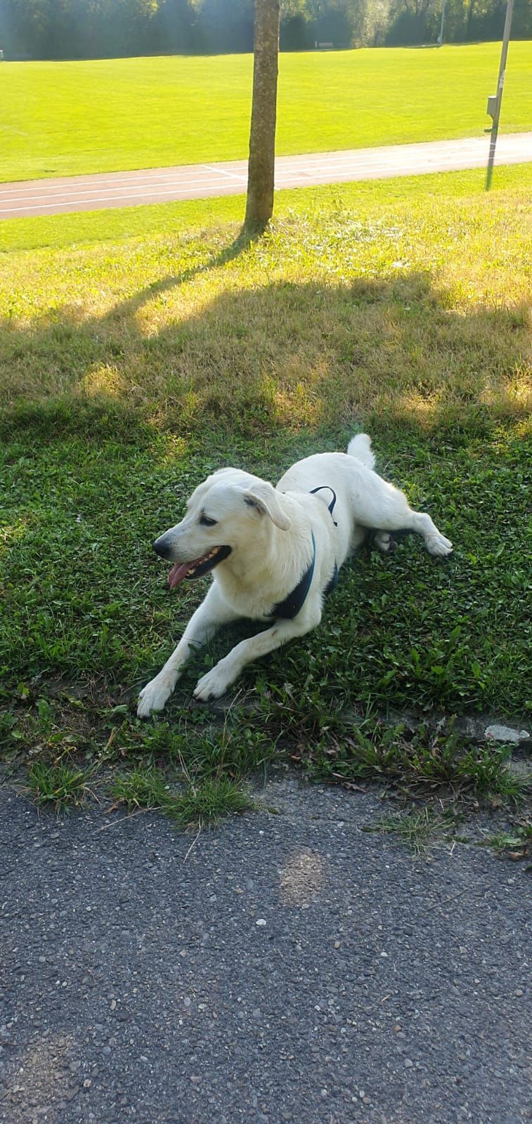 Hund rennt auf Gehweg