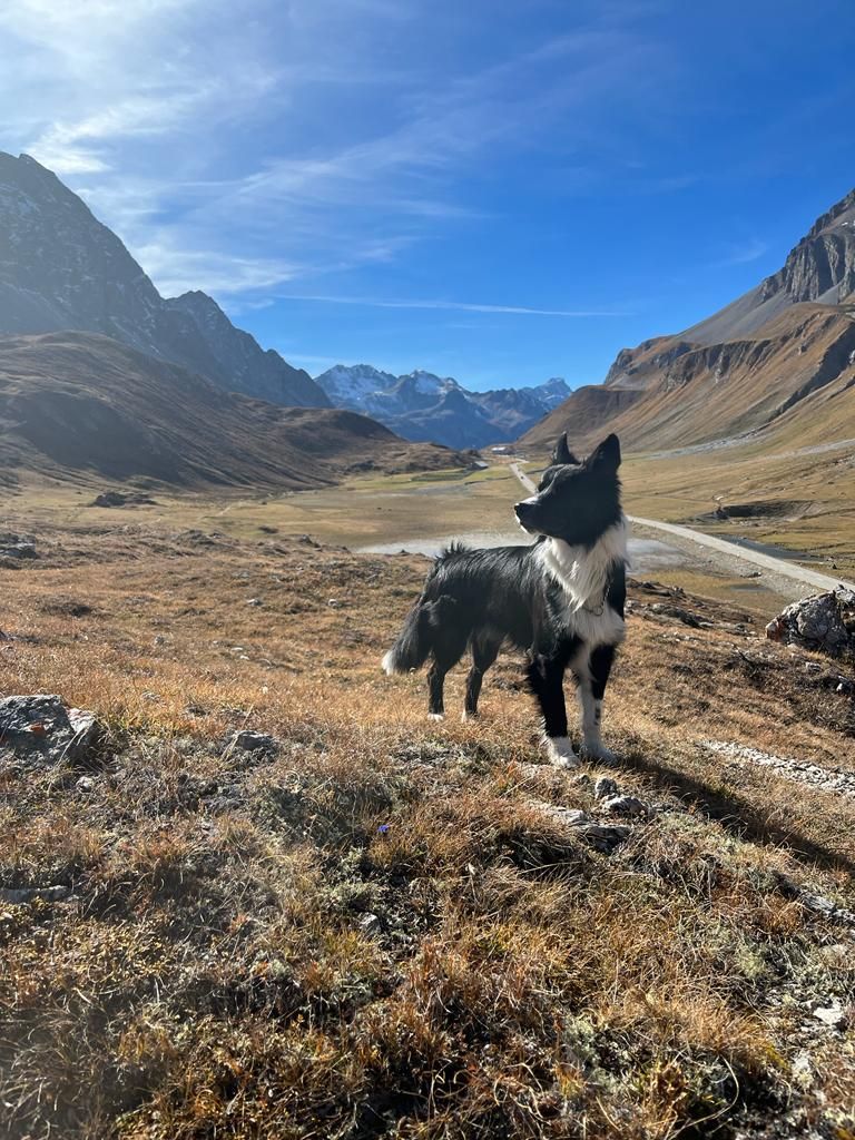 Hund in den Bergen