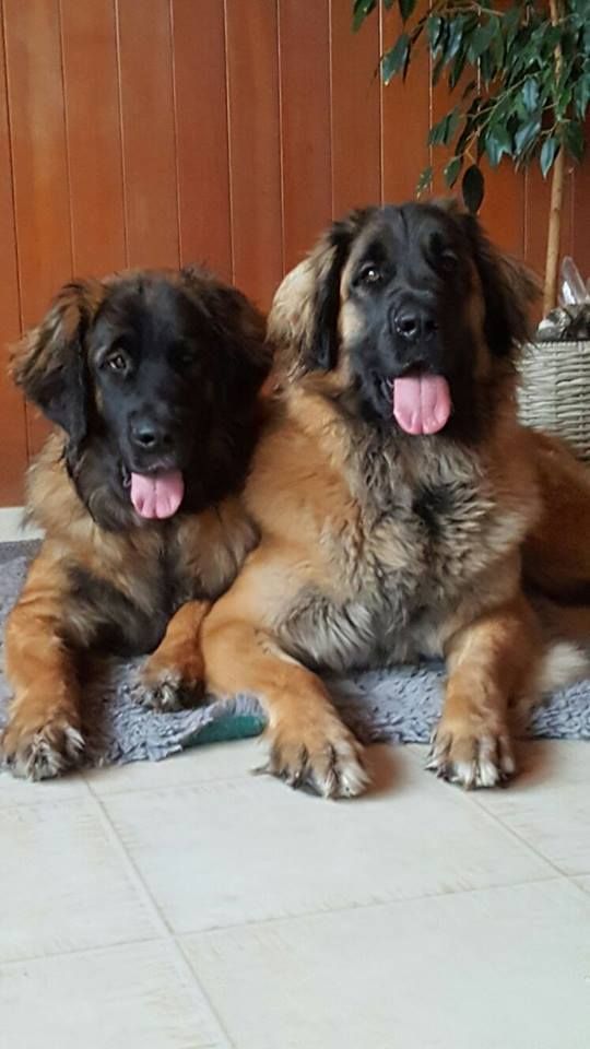 Hunde liegen am Boden