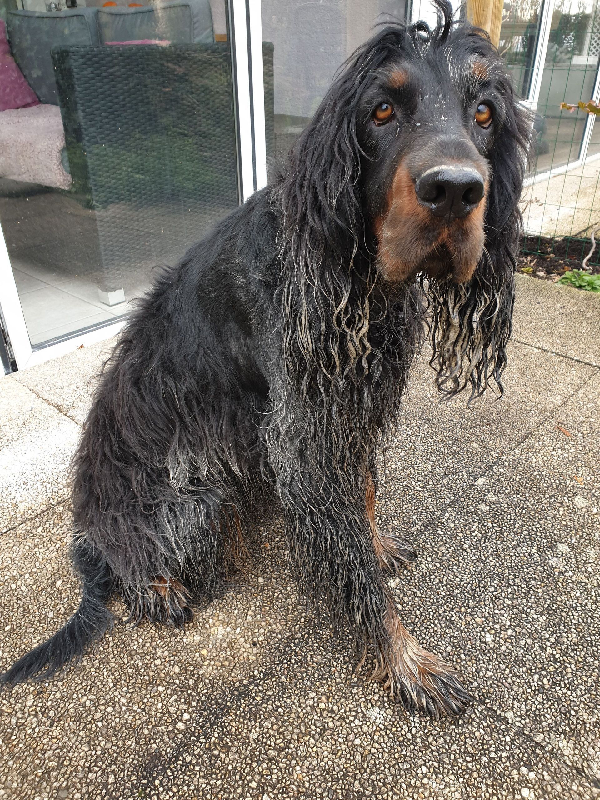 Hund nach dem spielen im Dreck