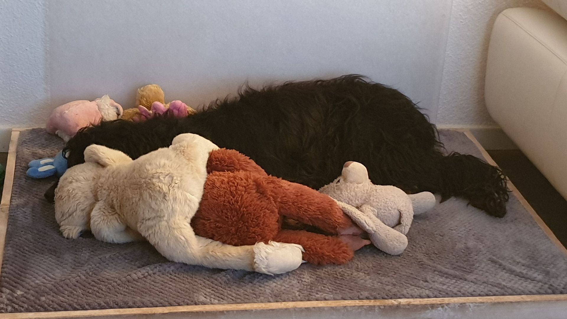 Hund spielt mit Plüschtieren