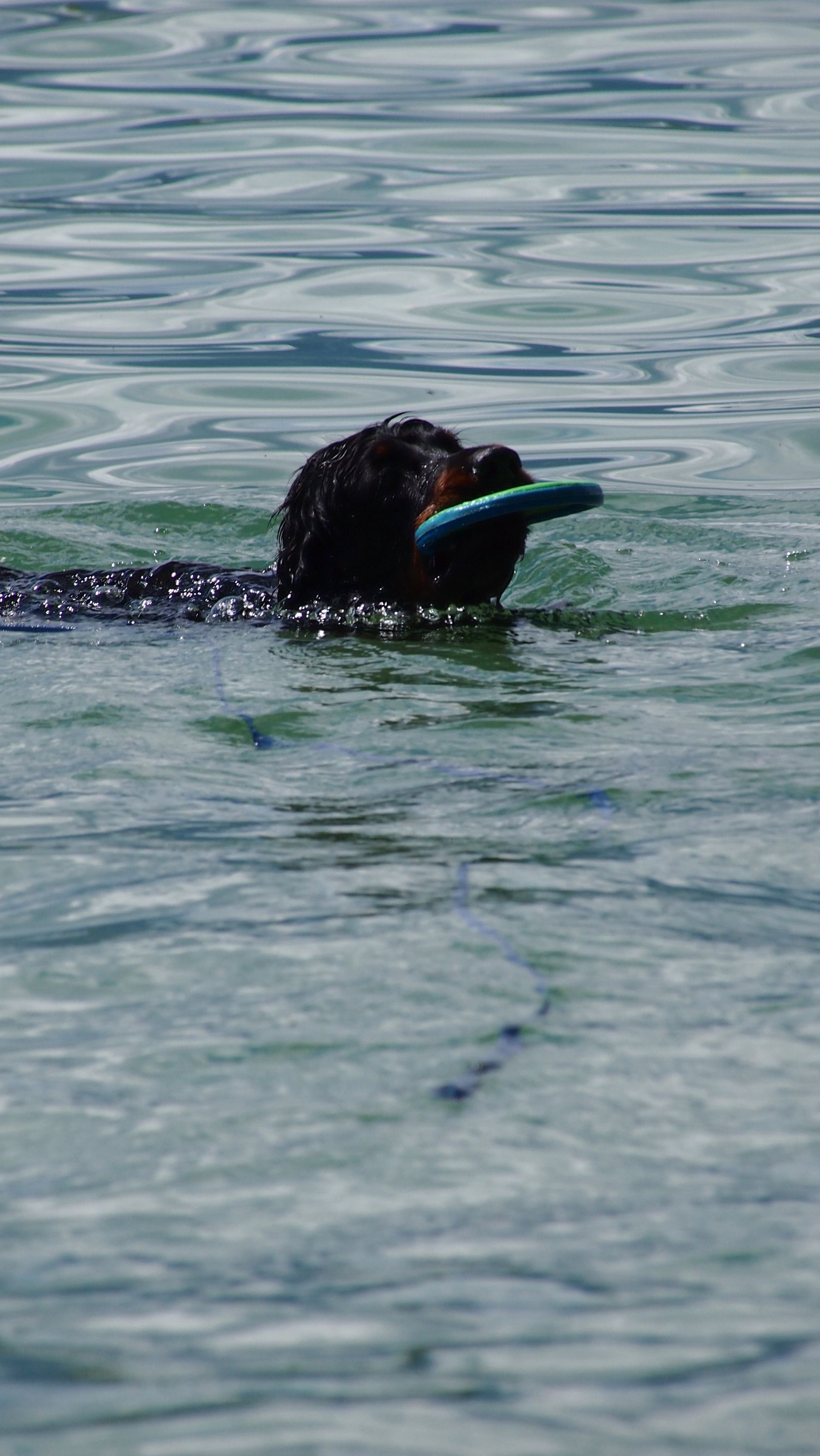 Hund am schwimmen