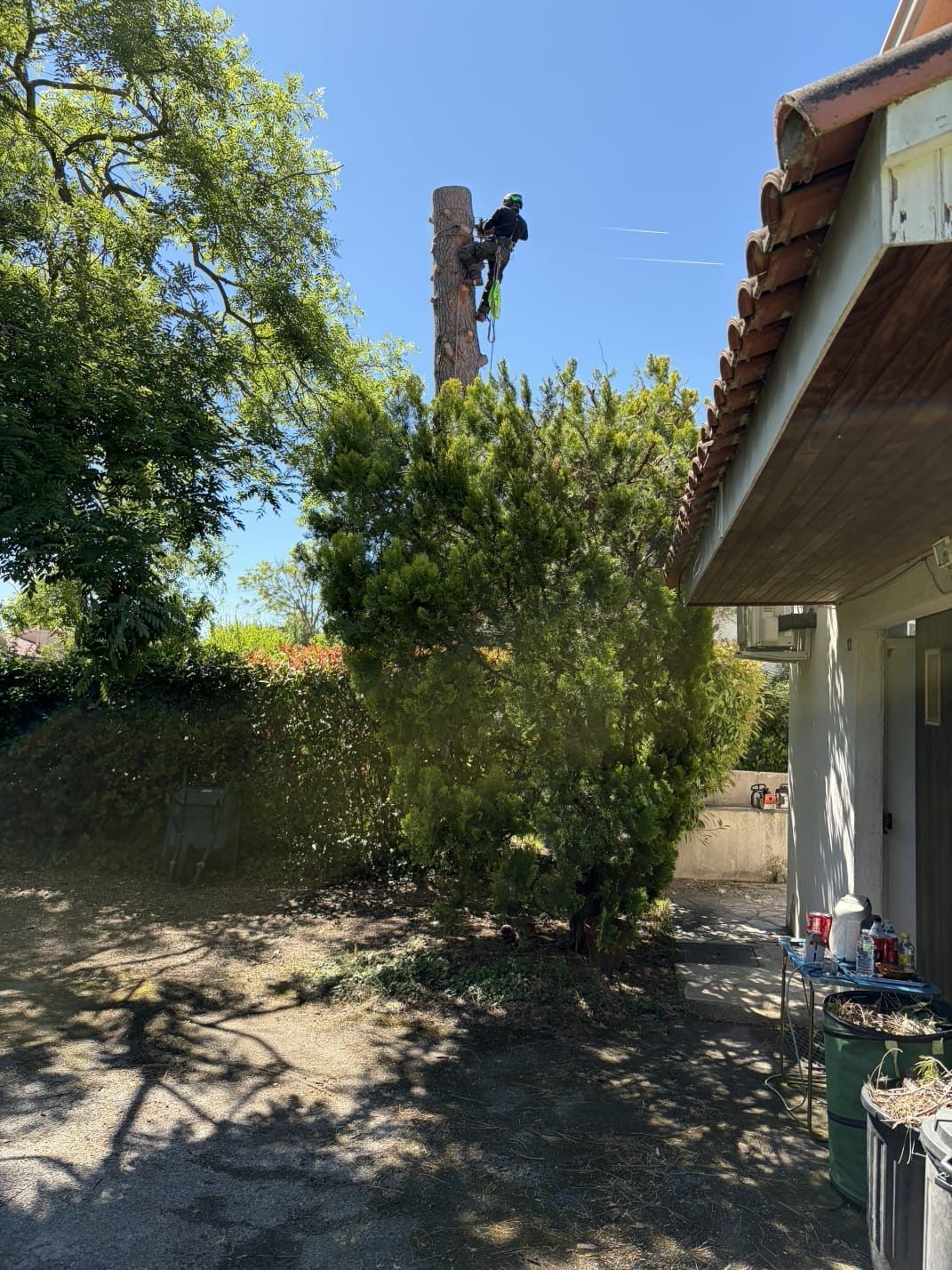 Une personne sur un arbre.