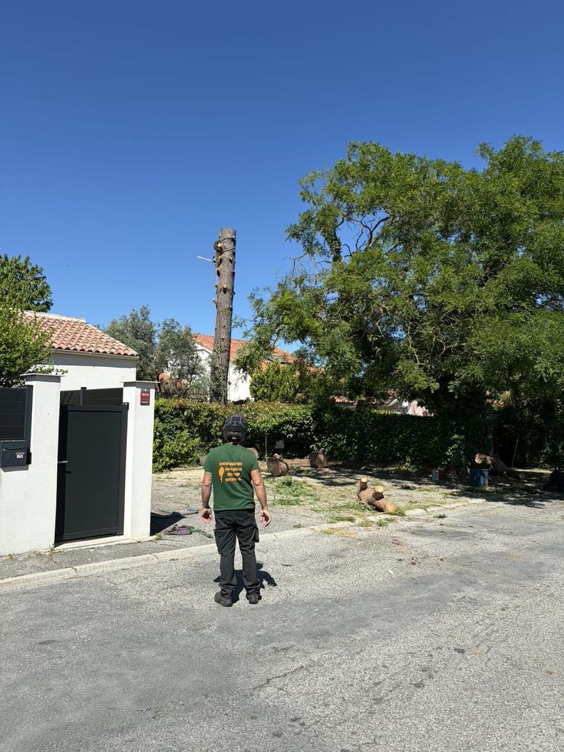 Une personne se tient debout sur une allée de graviers, regardant quelqu'un en haut d'un arbre.