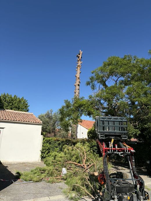 Une personne se trouvant tout en haut d'un arbre.