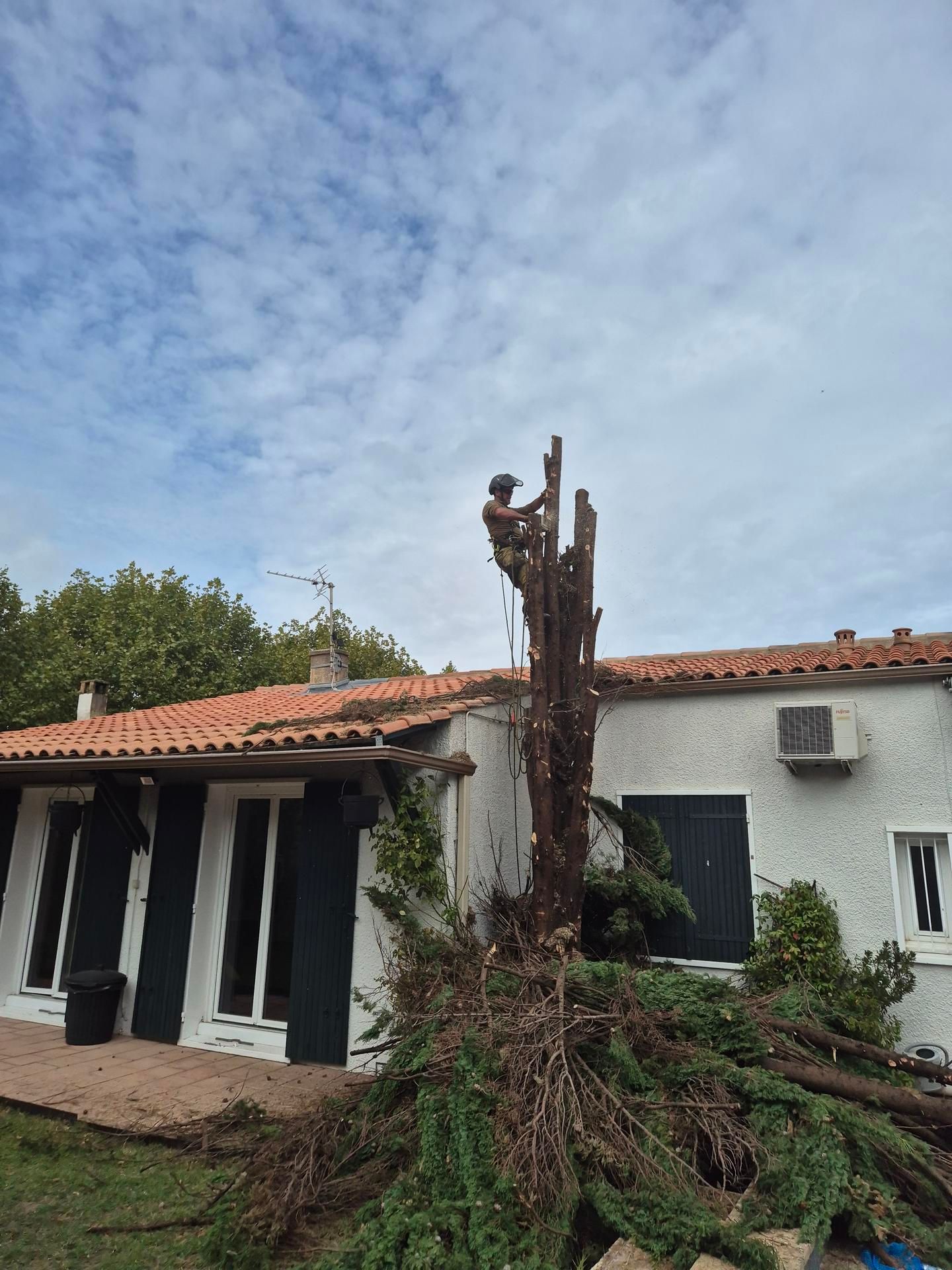 Un homme accroché au sommet d'un arbre.