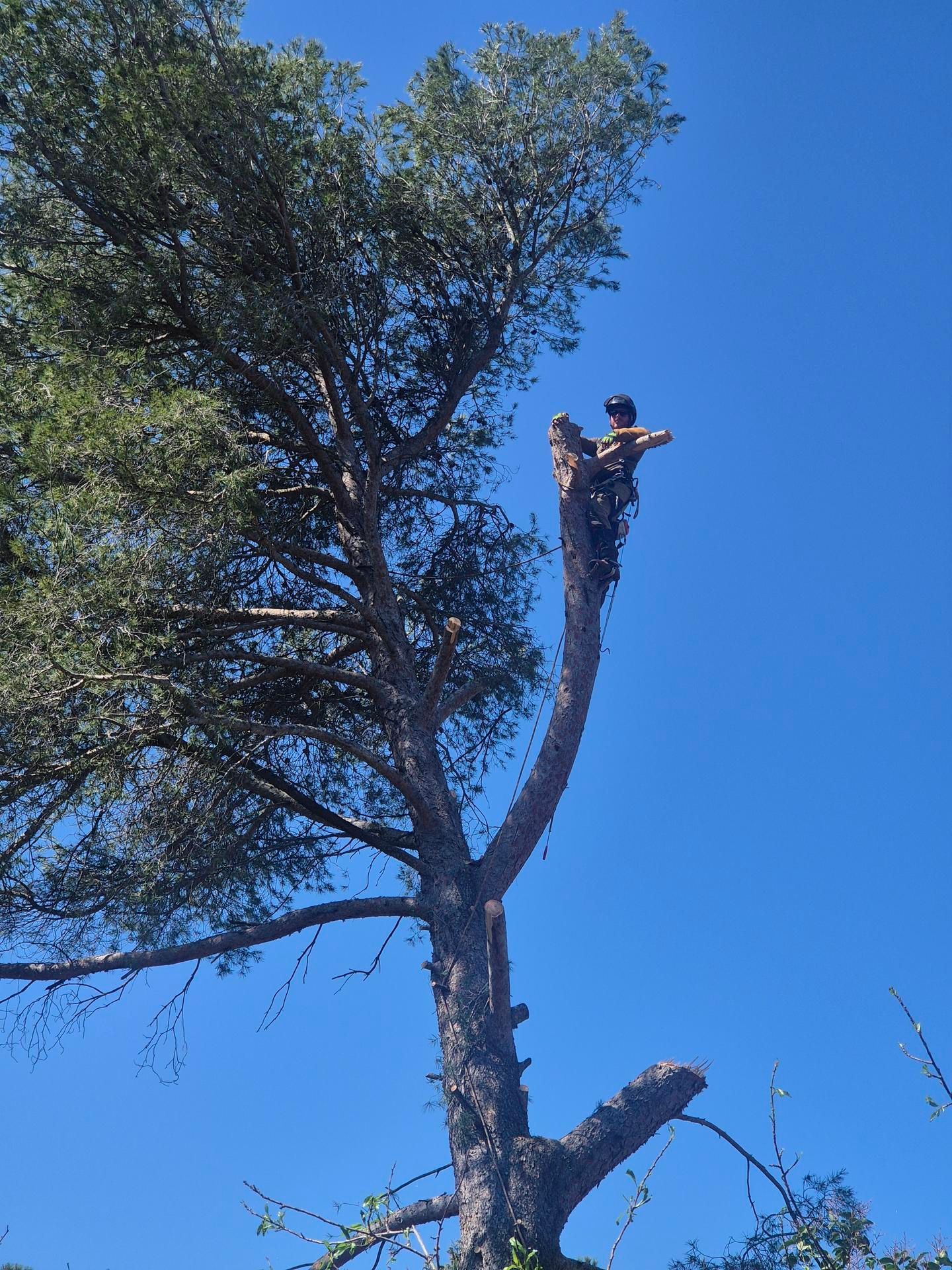 Un élagueur travaille au sommet d'un grand pin, sur fond de ciel bleu clair.