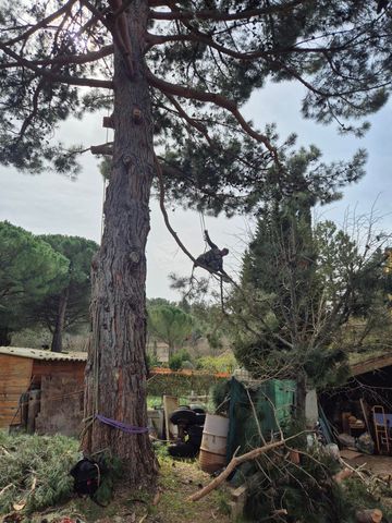 Une personne grimpe à une corde sur un grand pin dans une cour rurale.