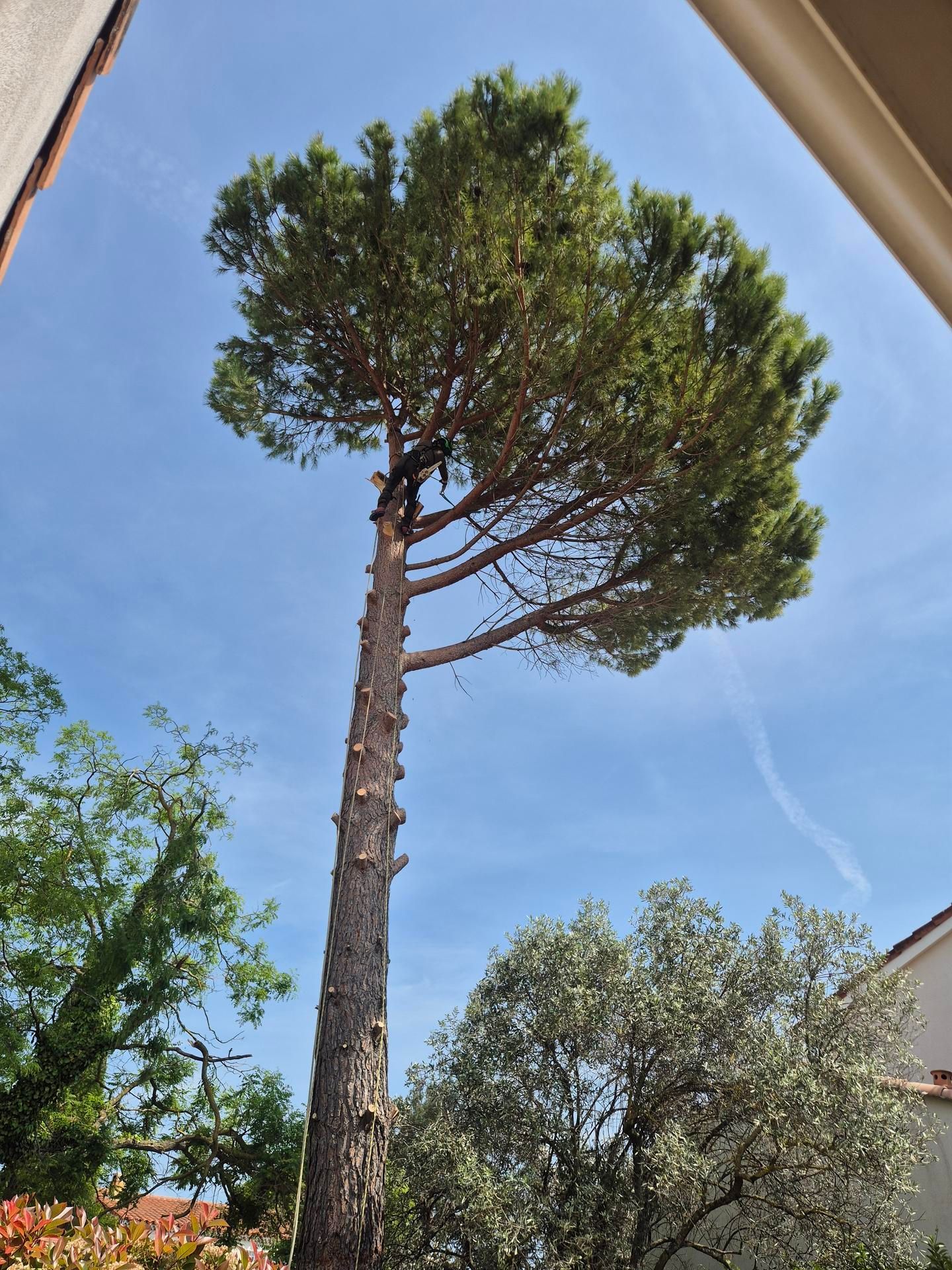 Une personne au sommet d'un grand pin sur un fond de ciel bleu.