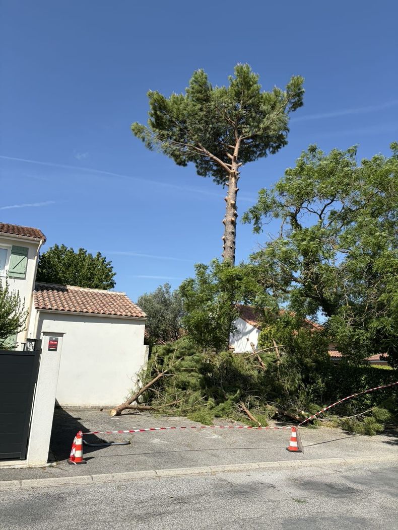 Grand arbre surplombant une route de graviers, près de maisons, avec des branches taillées et des cônes de signalisation orange.