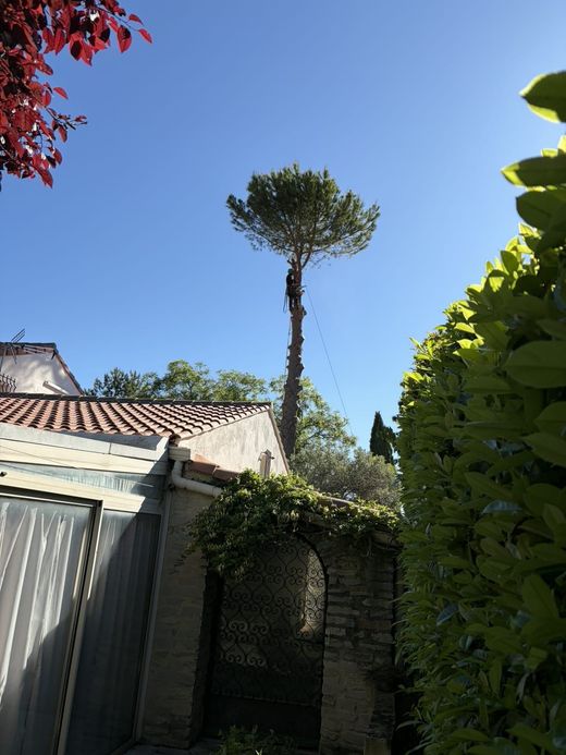 Une personne grimpant à un arbre, accrochée avec des cordes.