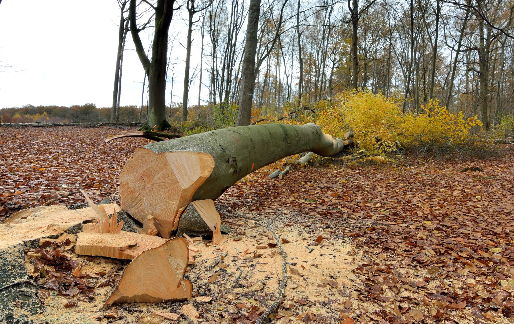 Tronc d'arbre récemment coupé, gisant sur le sol forestier, recouvert de sciure et de feuilles mortes.