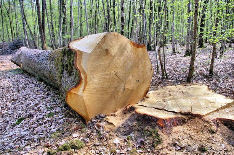 Gros tronc d'arbre abattu, à l'extrémité fraîchement coupée, dans une clairière boisée.