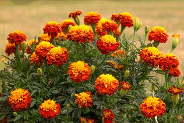 Des fleurs orange et jaune en pleine floraison dans un jardin.