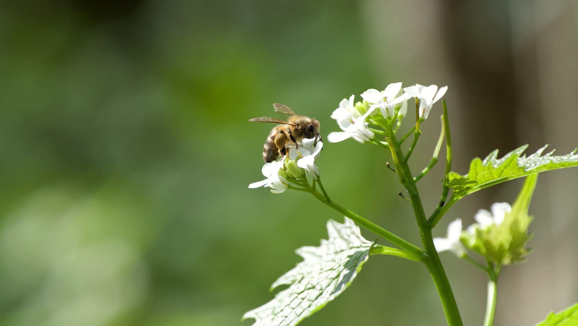 Abeille sur un bouquet de fleurs blanches à feuilles vertes sur fond vert flou.