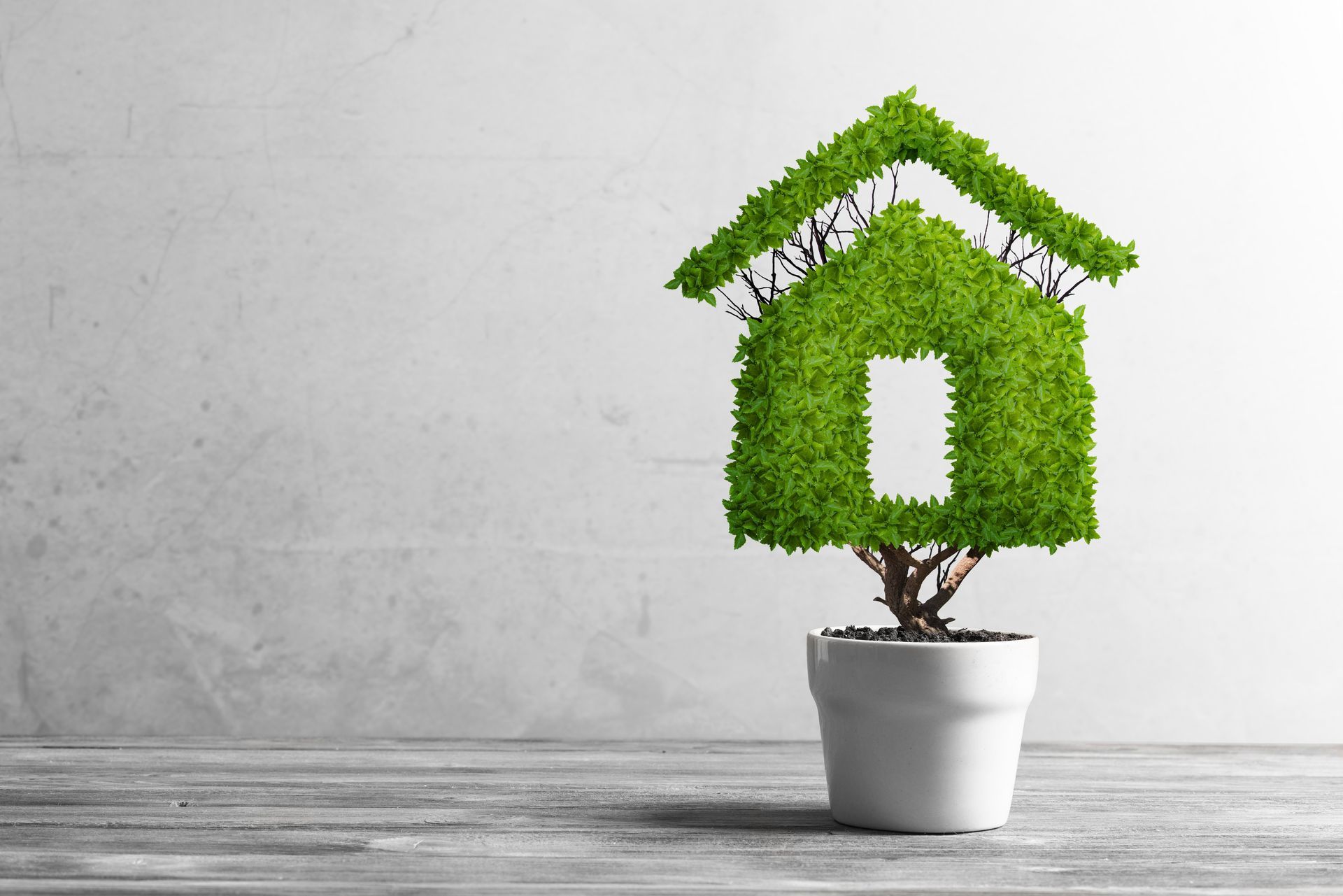 Arbuste en pot dont les feuilles dessinent une forme de maison