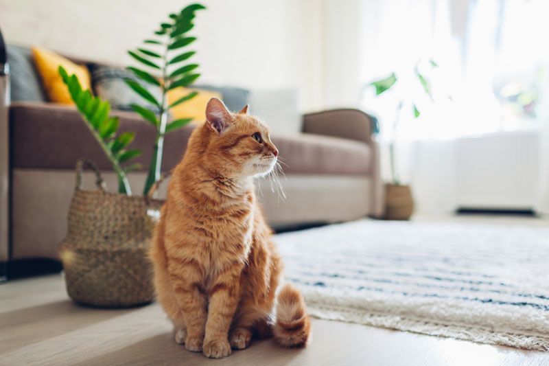 Chat sur un tapis dans un salon