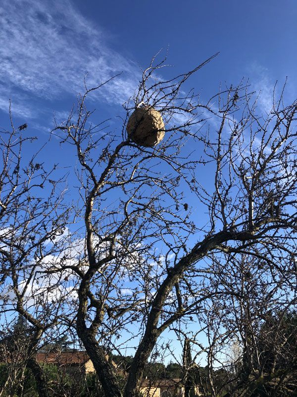 Un nid de frelons asiatiques dans un arbre