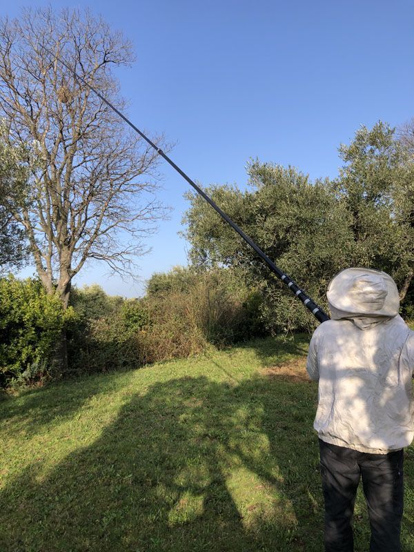 Un technicien de EuroHygiène qui coupe la branche d'un arbre qui a un nid de frelons