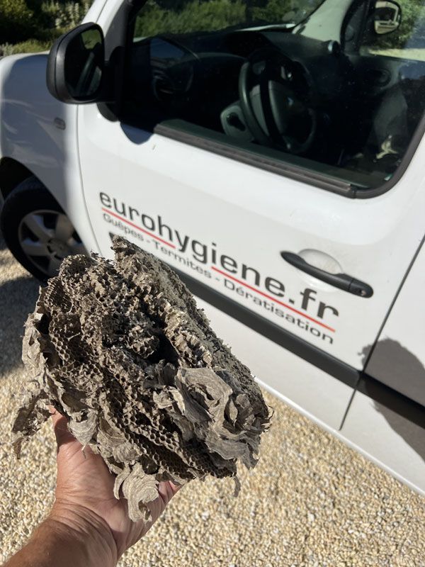 Un nid de frelons, détruit par nos équipes