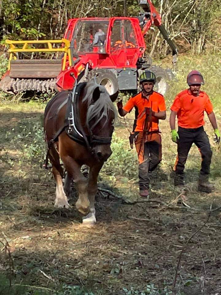 Débardage chevaux de trait