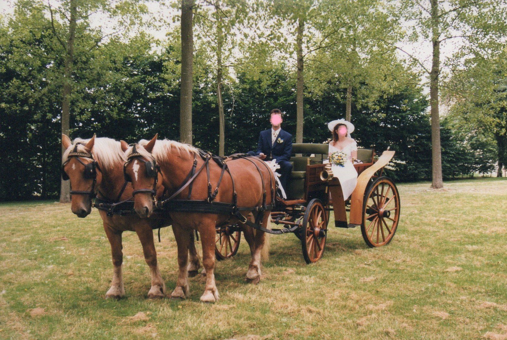 Attelage Chevaux de trait mariage