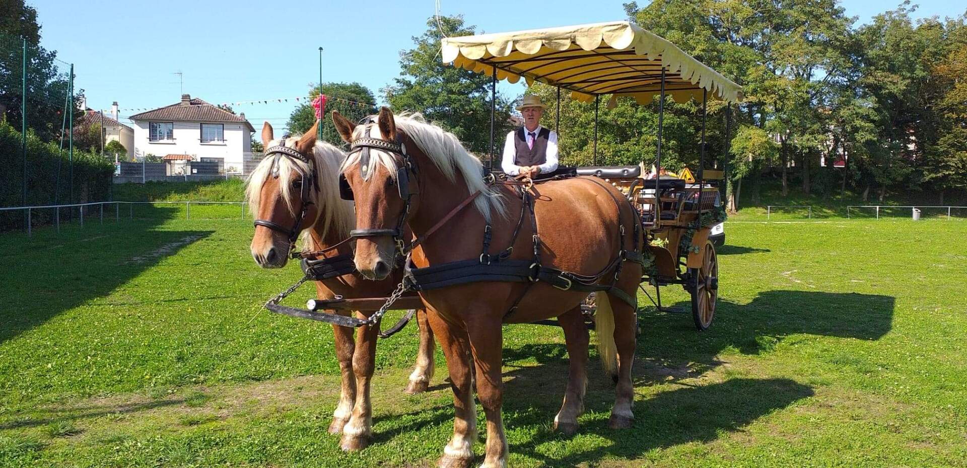 Attelage Chevaux de trait promenade
