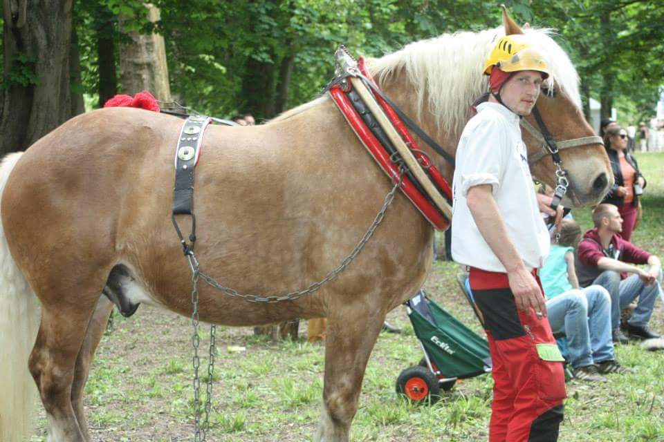 Cheval de trait comtois