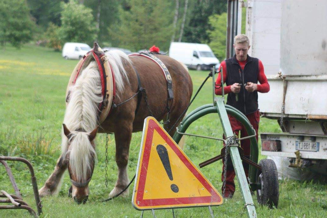 Chevaux de trait débardage